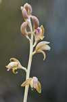 Spiked crested coralroot